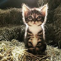 Image result for Cute Barn Cat