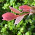 Cotinus coggygria Royal Purple に対する画像結果