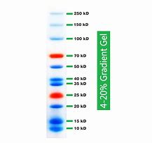 Image result for Protein Marker