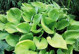 Image result for Hosta Sum and Substance