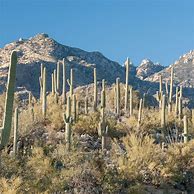 Image result for Saguaro Cactus Arizona