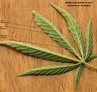 Image result for Espalier Cannabis Crop