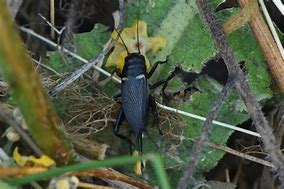 Image result for Gryllus Bimaculatus Flickr