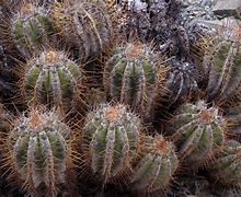 Image result for Copiapoa Solaris