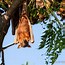 Image result for Red Flying Fox