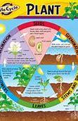 Image result for Simple Plant Life Cycle