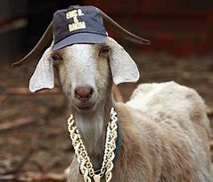 Image result for Gangster Goat