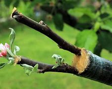 Image result for Apple Tree Propagation