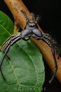 Image result for World Biggest Spider Ever Caught