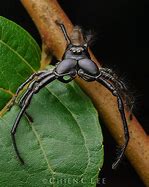 Image result for Illustration of a Goliath Spider
