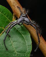 Image result for Biggest Jumping Spider