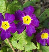 Image result for Primula vulgaris Queen Neon Violet