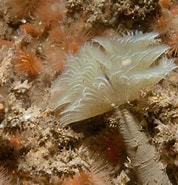 Image result for Dubbele waaierkokerworm. Size: 178 x 185. Source: www.naturetoday.com