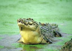 Image result for Crocodile Water
