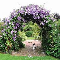 Image result for Clematis Arch