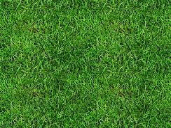 Image result for Grass Pattern for Photoshop