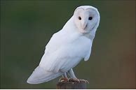 Image result for Albino Owl