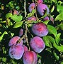 Prunus domestica Altesse Simple-க்கான படிம முடிவு
