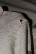 Image result for Smashed Bed Bug Cell Phone