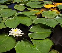 Image result for Lily Pads Photography