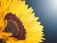 Image result for Sunflower 4K
