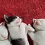 Image result for Cat in Bed Funny