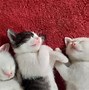 Image result for Cute Fluffy Kittens Sleeping