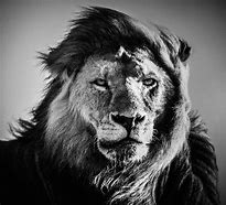 Image result for Lion Black & White