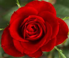 Image result for Beautiful Red Roses