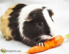 Image result for Guinea Pig Eating Carrot