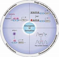 Image result for Oncogene