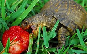 Image result for Small Turtles Eating Strawberries