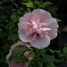 Bilderesultat for Hibiscus syriacus Pink Chiffon