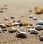 Image result for Sea Shell Ocean Bottom Drawing