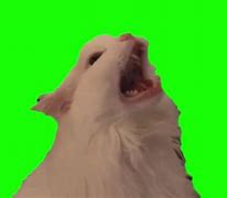 Image result for No Signal Cat Meme