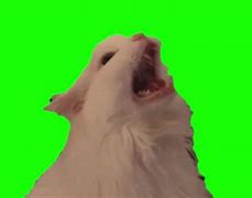 Image result for Cat Meme Video