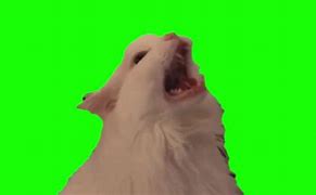 Image result for All Cat Meme Greenscreen