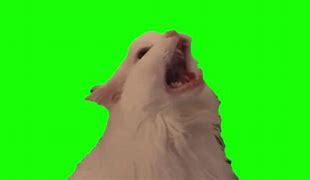 Image result for Maybe Cat Meme