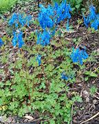 Image result for Corydalis Tory MP