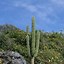 Image result for Tall Cactus