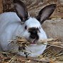 Image result for 1999 Year of the Rabbit