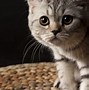 Image result for Cat Pictures for Desktop Background