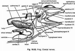 Image result for Nervous System of Frog