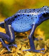 Image result for Most Poisonous Poison Dart Frog
