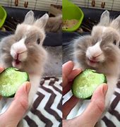 Image result for Rabbit Eating Meme