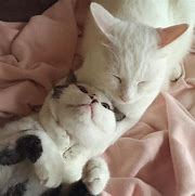 Image result for Kitten Couple