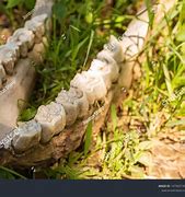 Image result for Jawbone Animal