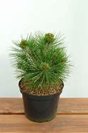 Image result for Pinus densiflora Kim