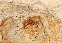 Image result for Cave Cricket Trap