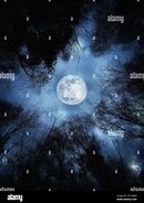 Image result for Spooky Full Moon Forest